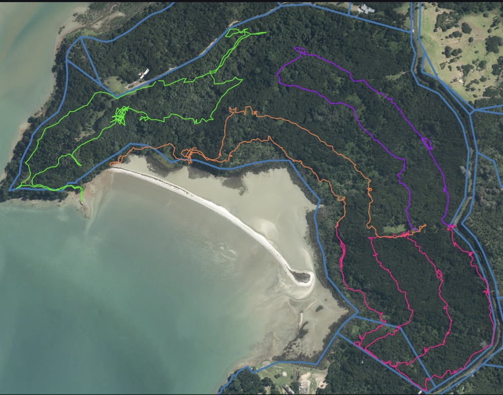 Map of rat bait lines across Te Matuku Bay Scenic Reserve