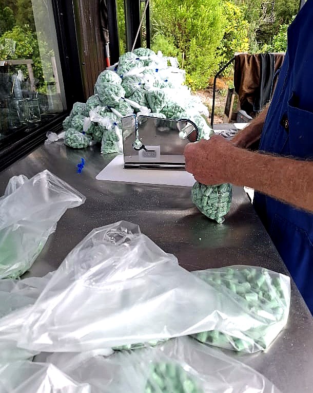 Volunteer weighing and bagging rat bait