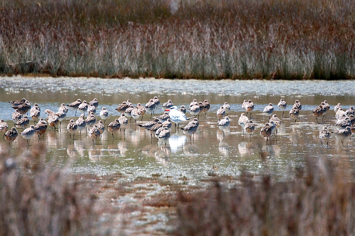 Kuaka (bar-tailed godwit) flock with Caspian tern at Te Matuku Bay