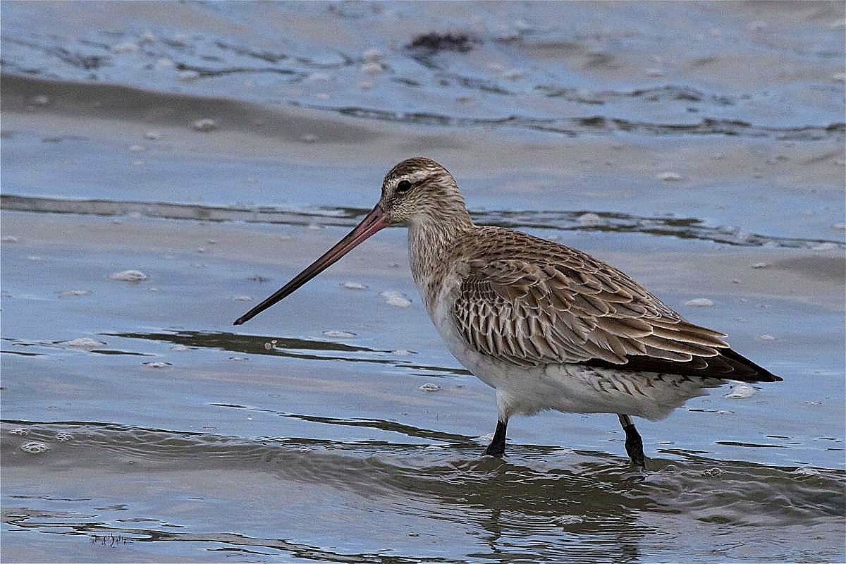 Adult kuaka (bar-tailed godwit)
