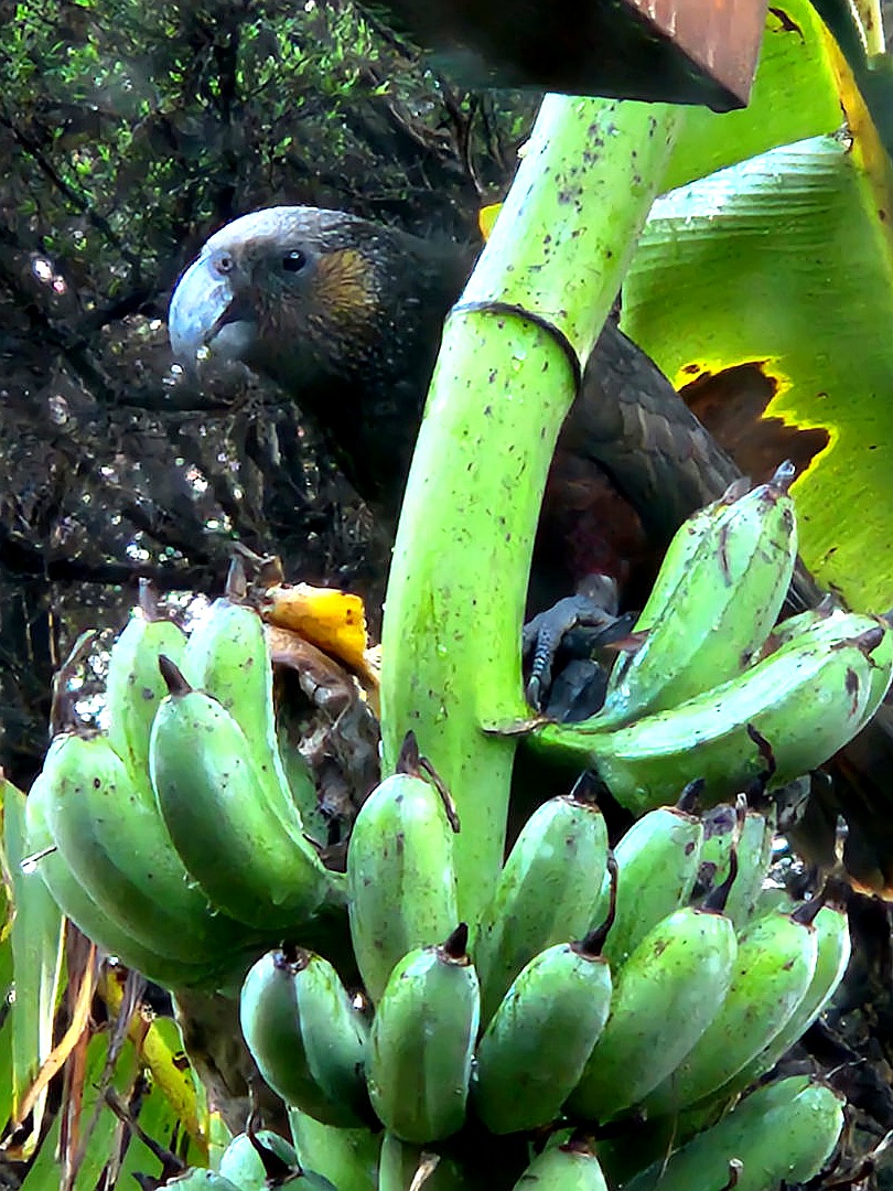 Kākā raiding a banana bunch at Te Matuku Bay environs