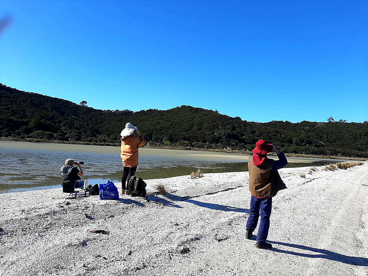 Volunteers monitoring shorebirds on the Te Matuku Bay shell spit