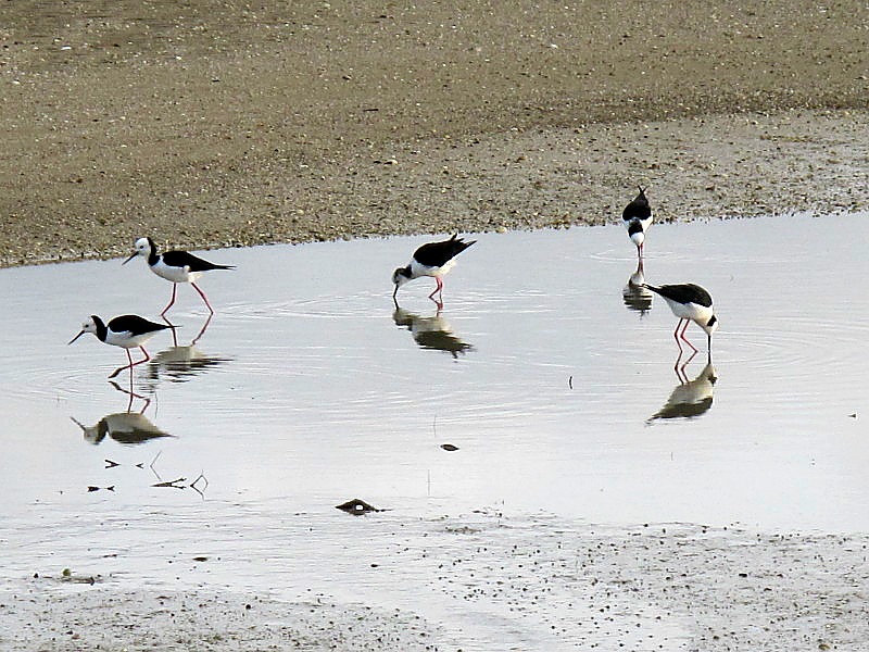Poaka (pied stilts) on the Te Matuku Bay tidal flats