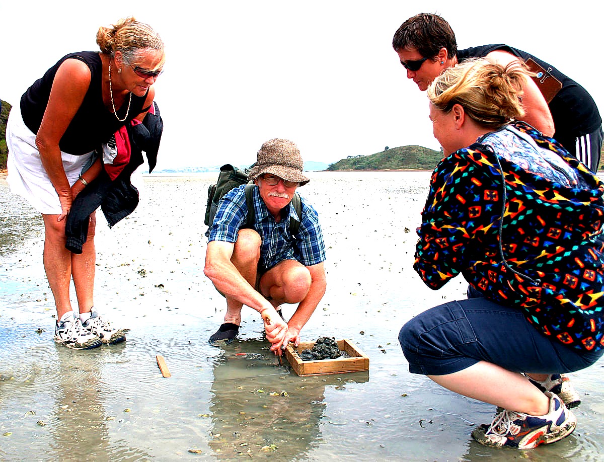 Volunteers conducting a shellfish monitoring count on the Te Matuku Bay mudflats