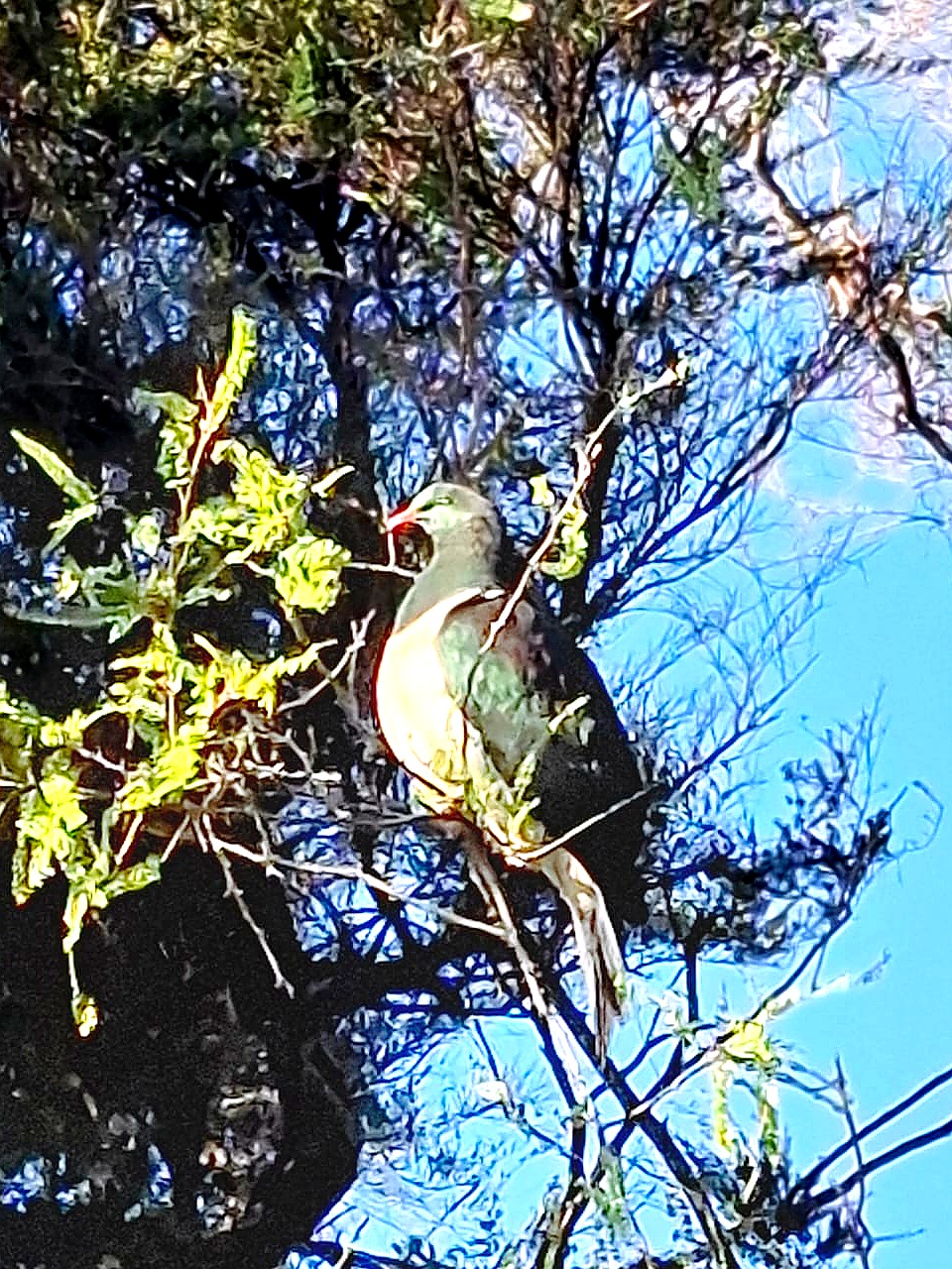 Kererū (New Zealand wood pigeon) in the Te Matuku Bay reserve