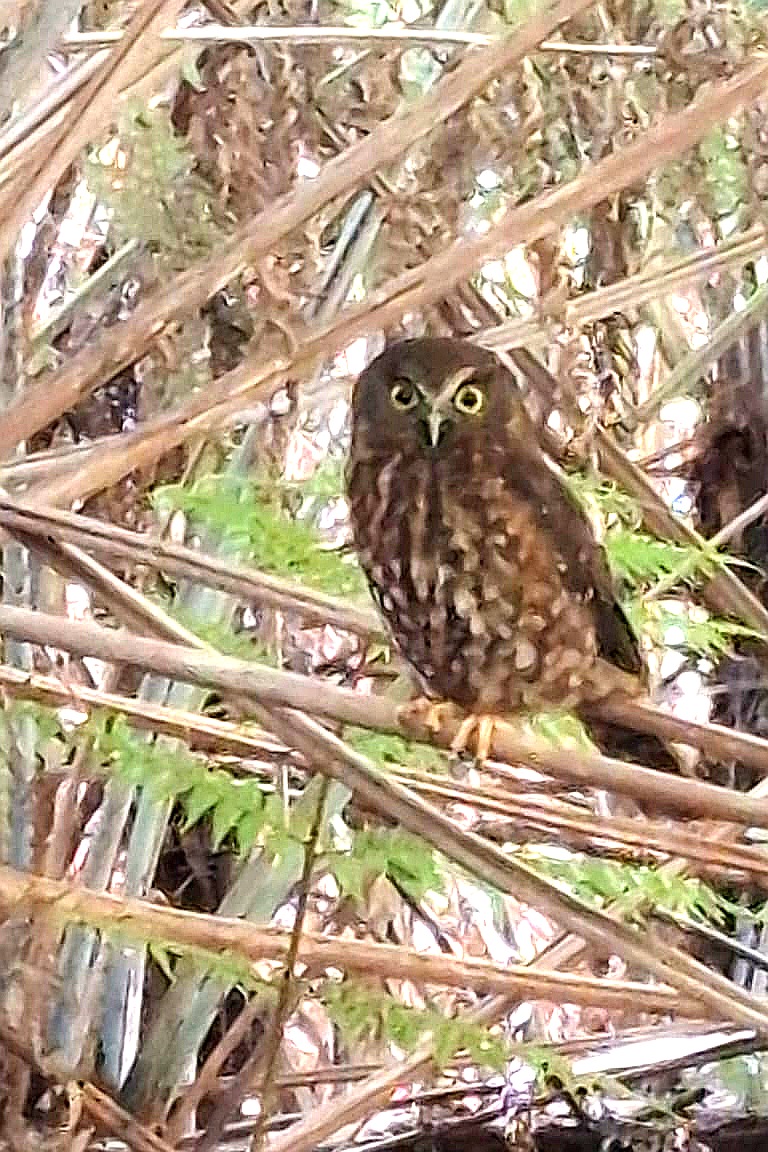 Ruru (morepork) in the Te Matuku Bay reserve