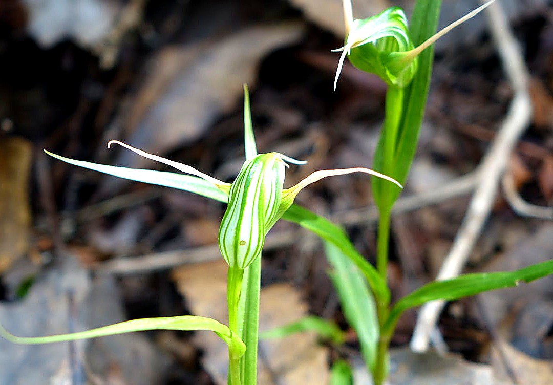 Tūtūkiwi (Pterostylis banksii, greenhood orchid) found in the upper reaches of Te Matuku Bay Scenic Reserve