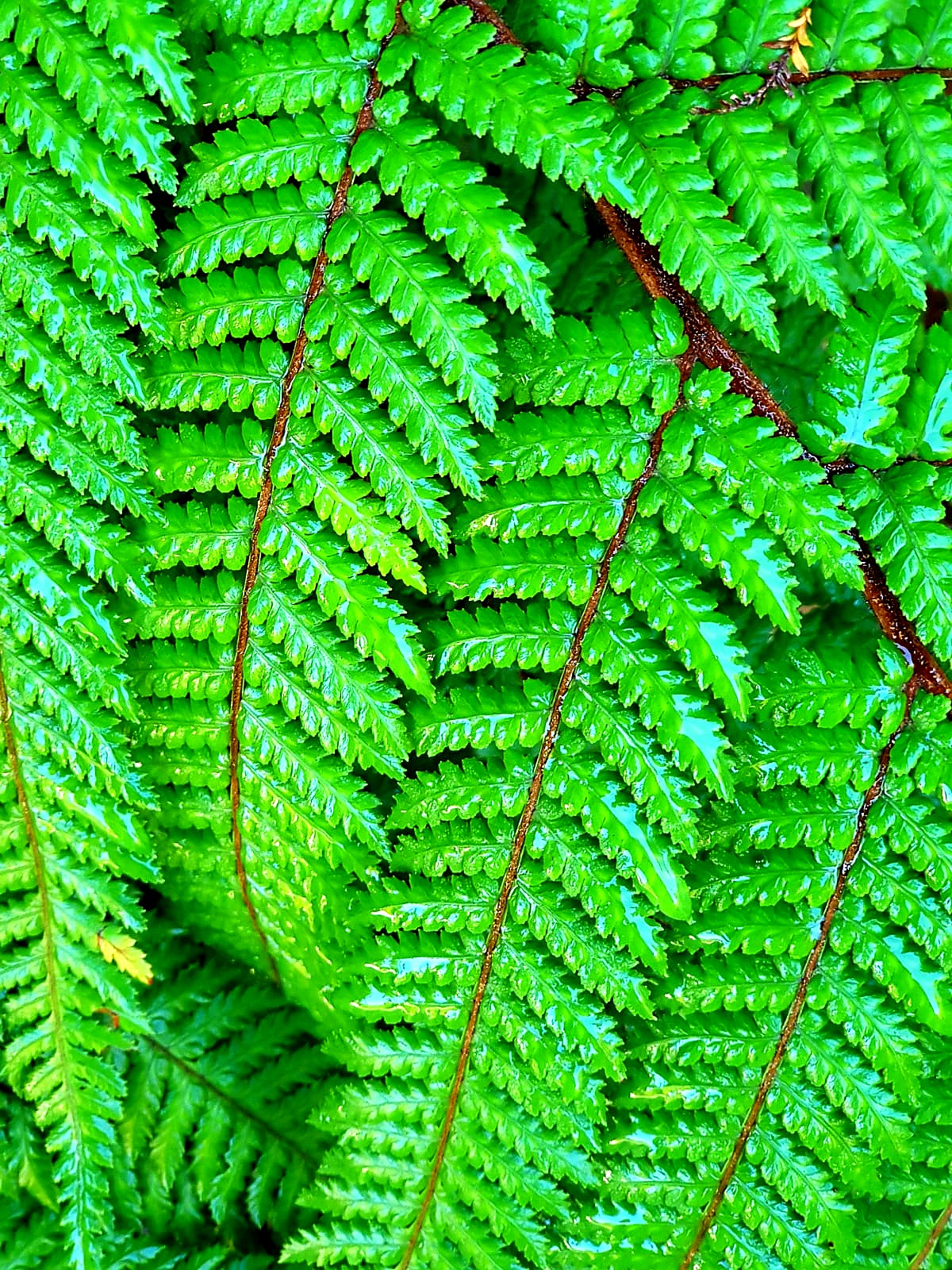 Native fern in the Te Matuku Bay reserve
