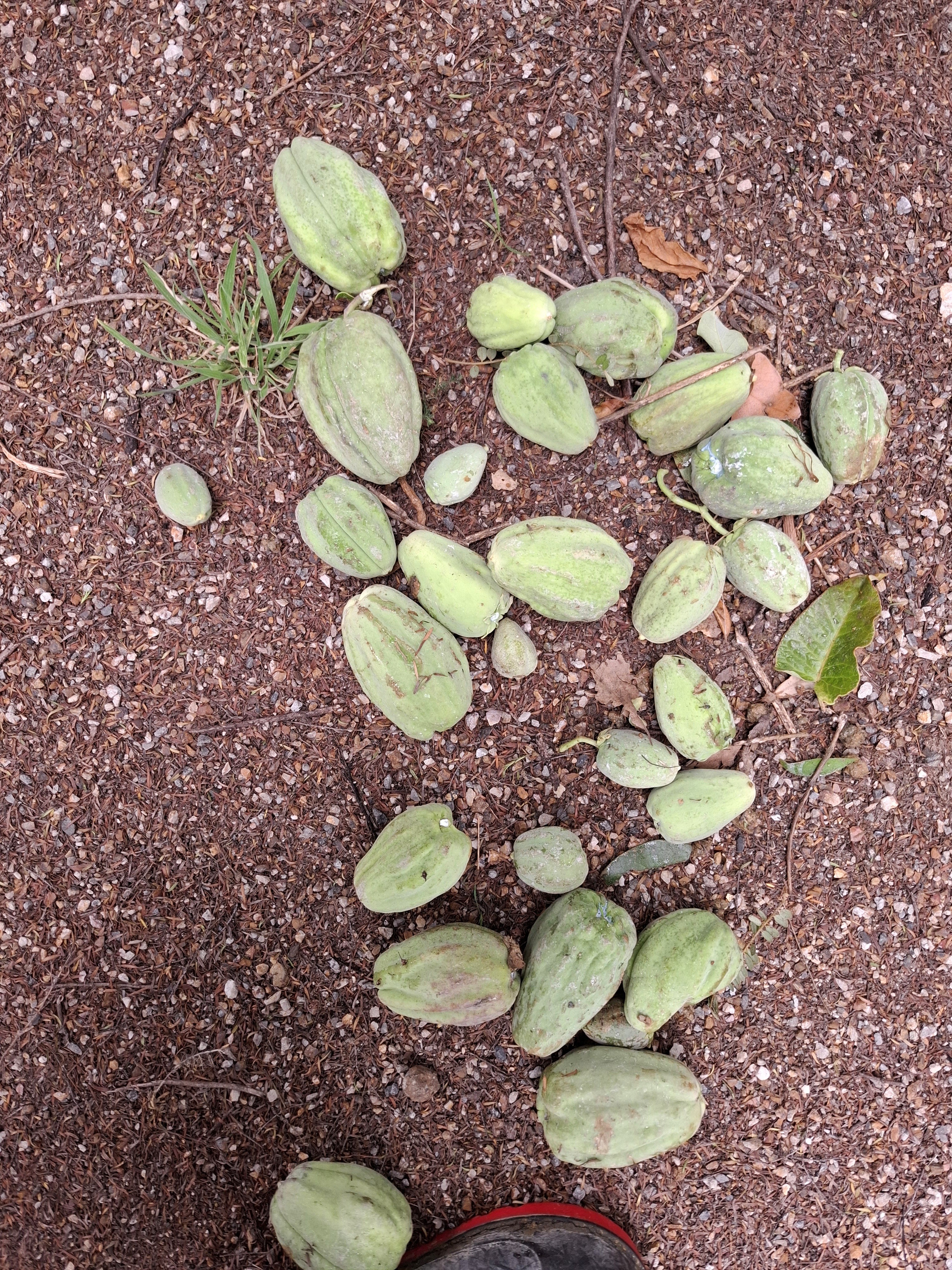 A sack of moth plant pods collected from Te Matuku Bay Scenic Reserve