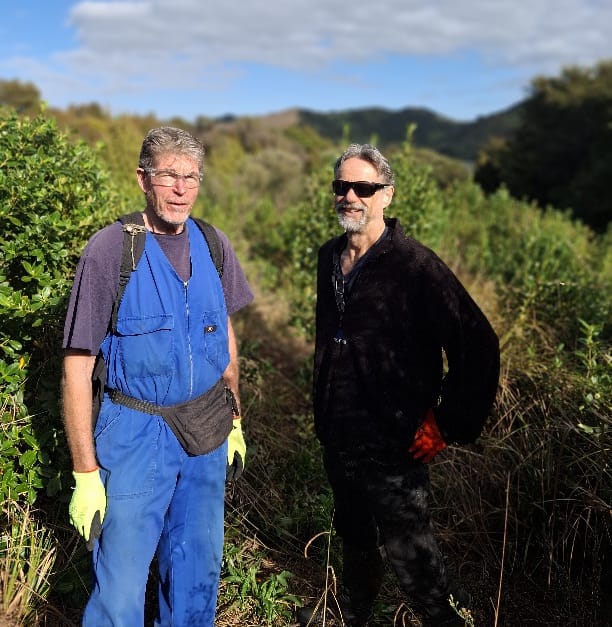 Pouteria volunteers