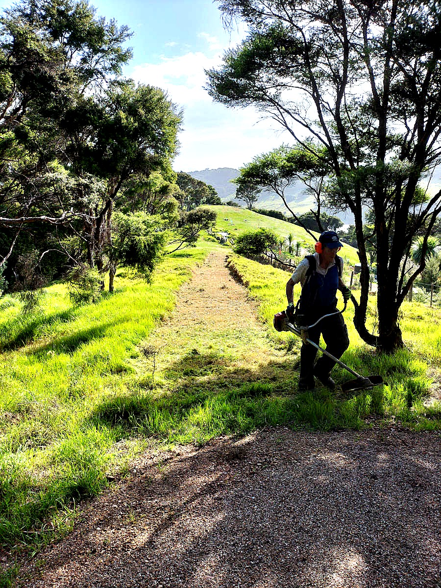 Volunteer using a brushcutter on a reserve track, Waiheke Island