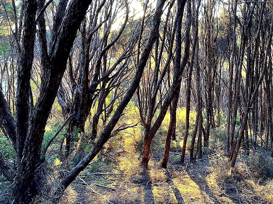 Ridge track through mānuka forest, Te Matuku Bay Scenic Reserve